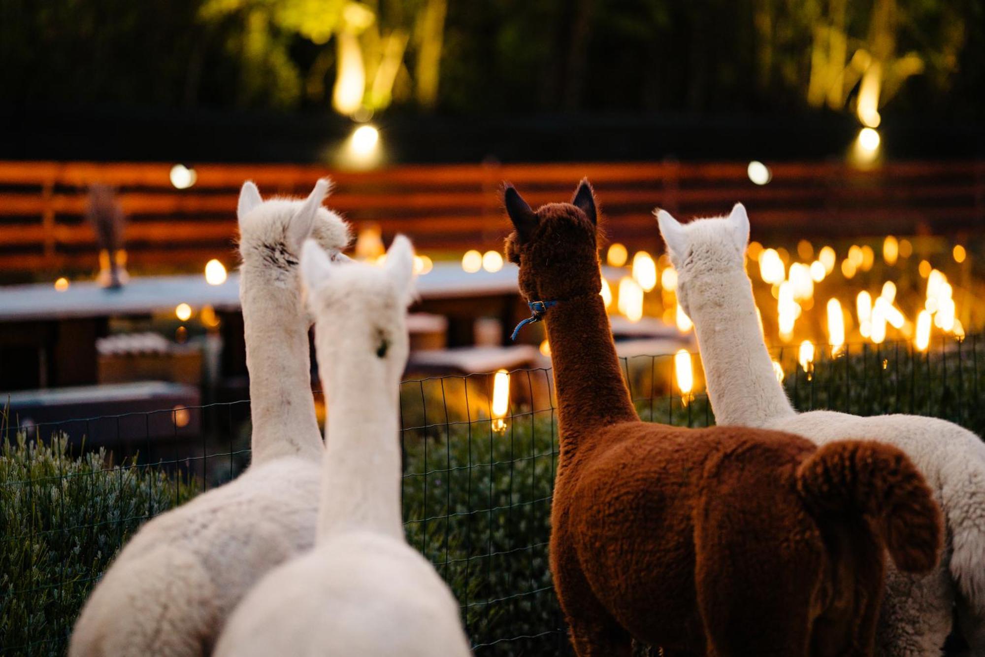 Hotel The Tribe Alpaca Retreat Branesti Exterior foto