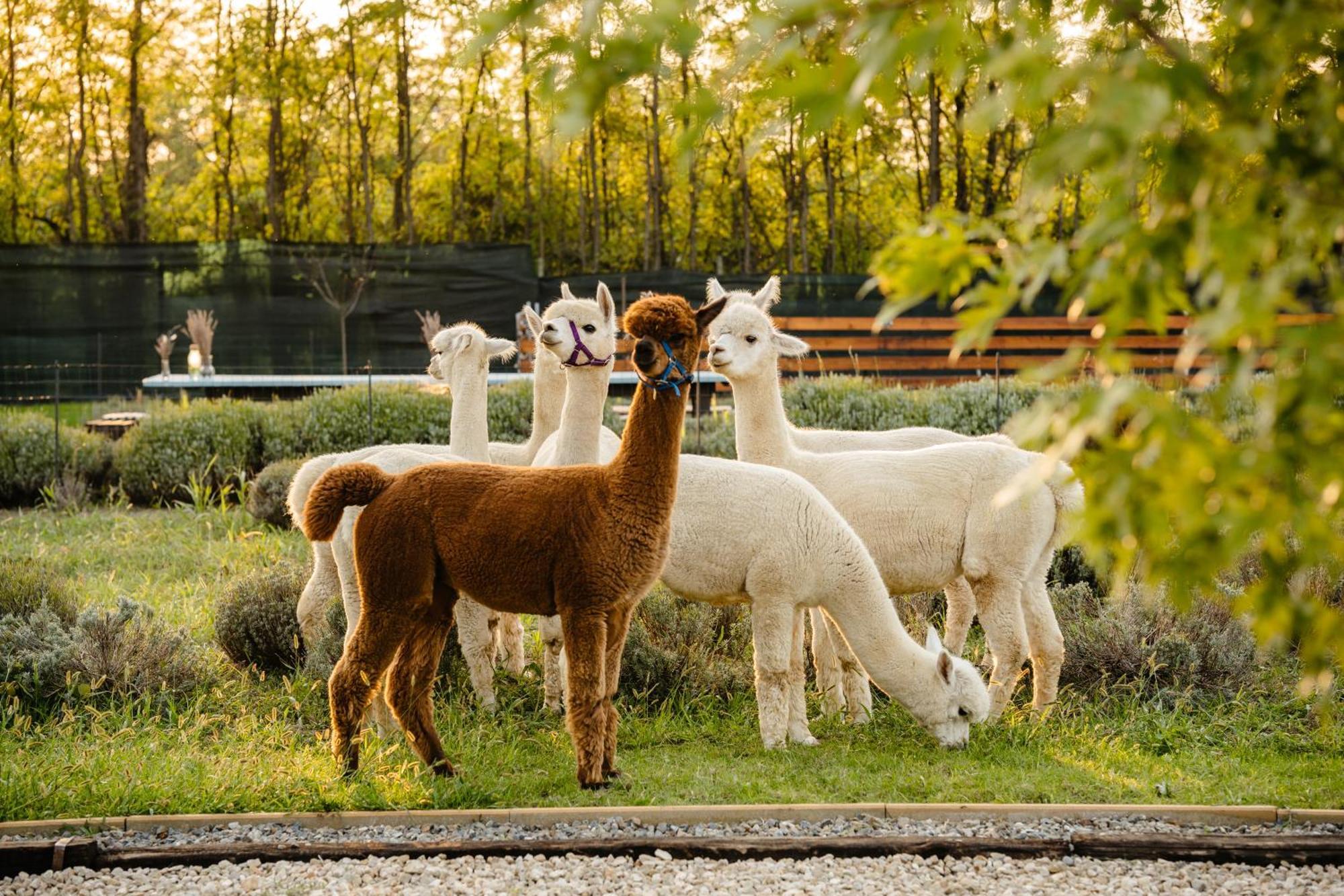 Hotel The Tribe Alpaca Retreat Branesti Exterior foto