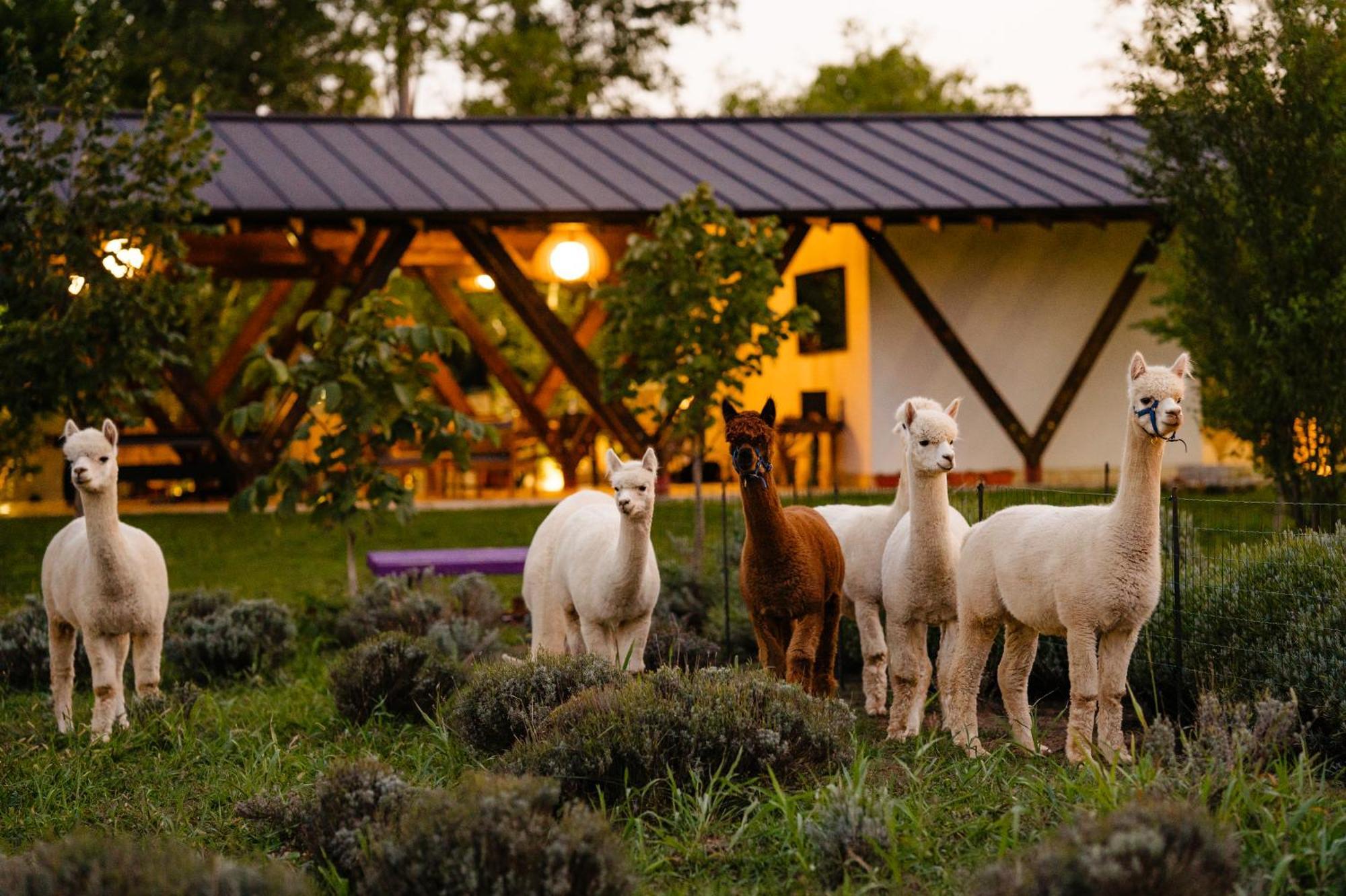Hotel The Tribe Alpaca Retreat Branesti Exterior foto